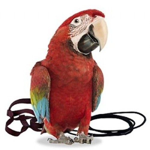 The aviator parrot - aviator, &