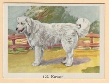 Dogs - Dutch  Full Speed Cigarette card circa 1959 #124 Kuvasz Hungarian Dog