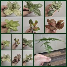 Terrarium plants Bundle | 3x Terrarium Plants Set | Asparagus Fern | Fittonias