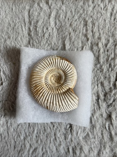 Ammunite fossil - ammunite,