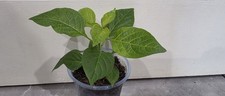 Aribibi Gusano Chilli,  ঘি