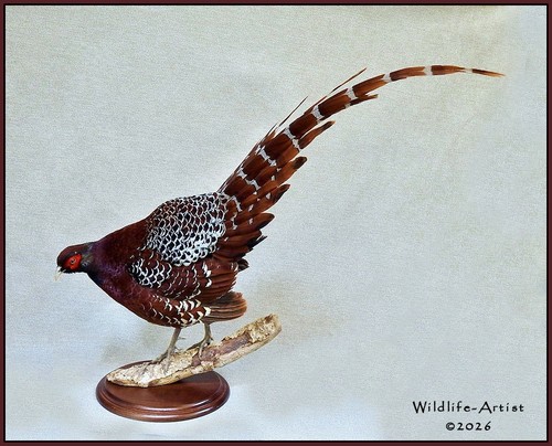 Royal copper pheasant - royal,