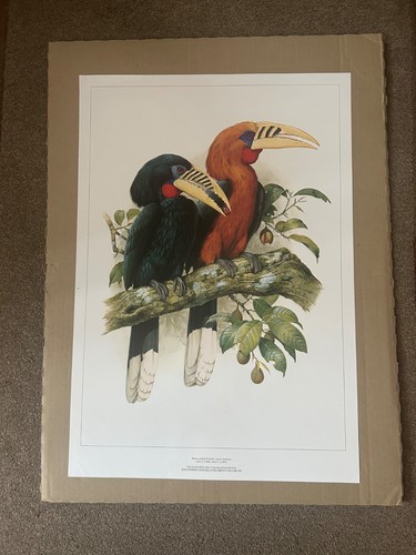 Rufous necked hornbill - necked,