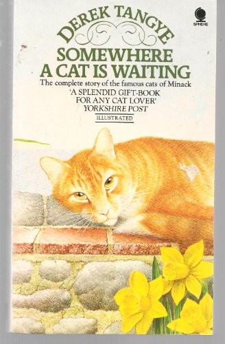 Somewhere cat waiting - somewhere,