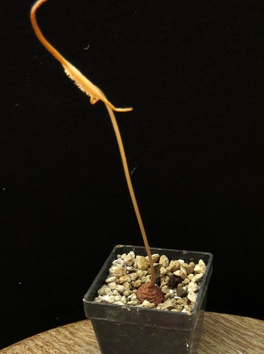 Dorstenia