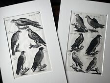 PAIR FALCONS Old Master Engravings M Merian Aft Jonston Historiae Naturalis 1657