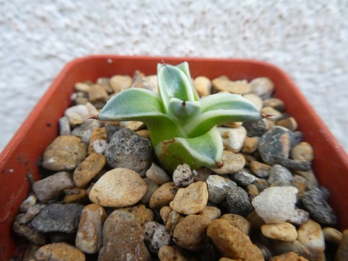 Agave applanata cream - agave, spike