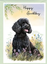 Poodle black dog - black, birthday
