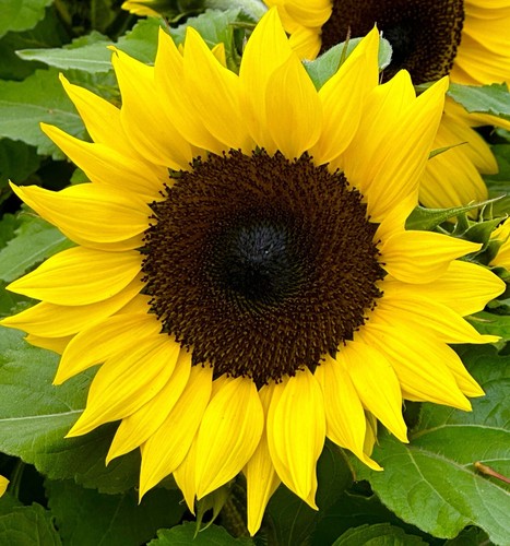Flower 50x giant sunflower - -,