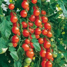 6 Tomato Cherry Gardeners