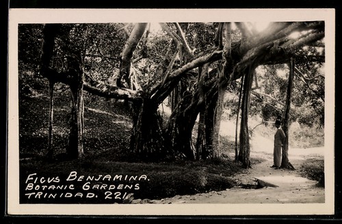 Postcard trinidad ficus - trinidad,,