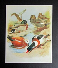 ARCHIBALD THORBURN  7.8"x 8.0"