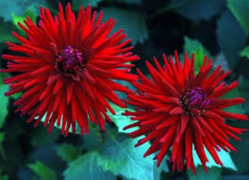 Weston pirate dahlia plants - dahlia,