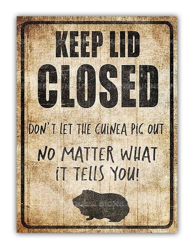 Funny guinea pig - funny,
