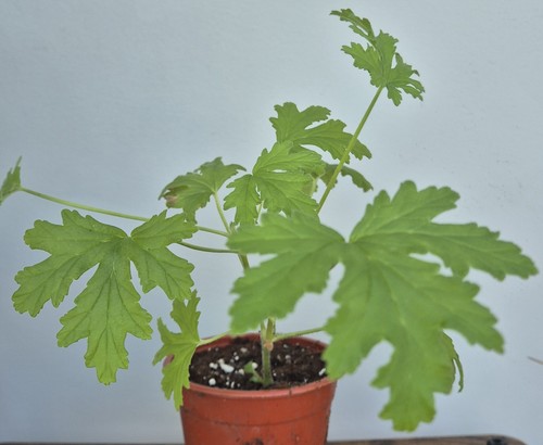 Pelargonium citronella - pelargonium,