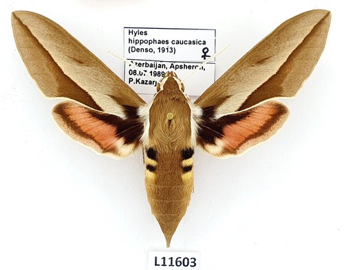 Sphingidae hyles hippophaes - hyles,