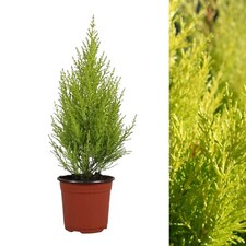Cupressus Wilma Goldcrest in