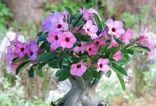 500 x Adenium Boehmianum