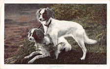 POSTCARD -  ENGLISH SETTERS - DOGS - POSTED 1904 TO CROMER