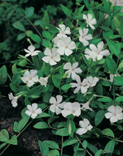 Vinca minor Colada |3 Plug