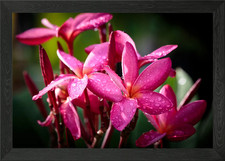 Plumeria is the most known