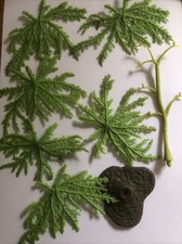 Britains Make-Up Willow Tree Model   1808  Railway Farm Scenery 1:32 Complete