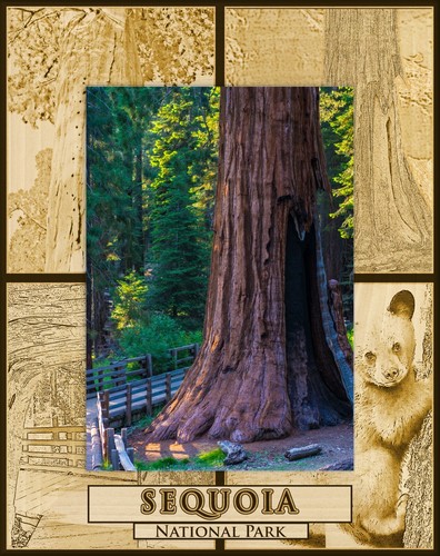 Sequoia national park laser - national,