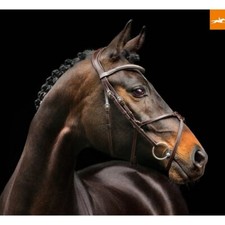 Schockemohle Rio Select