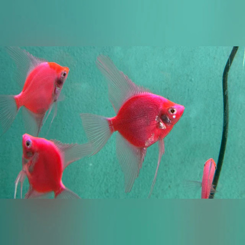 Glofish starfire red - starfire, angelfish