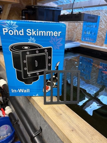 Kockney koi skimmer fish - kockney, guard