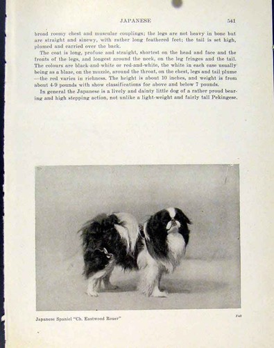 Original old vintage print - original,