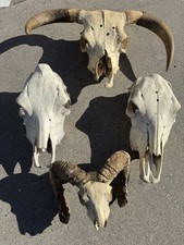 Lot Of 4 (Large 30” Steer)