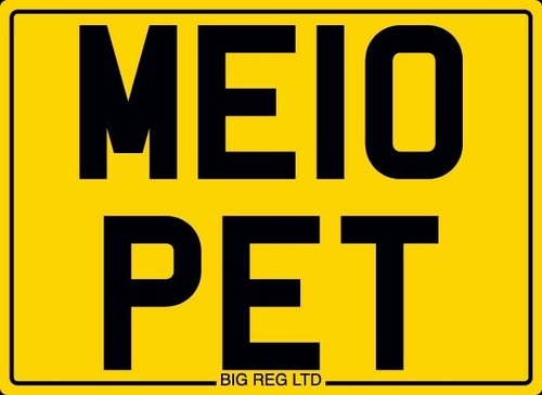 Mellow me10 pet dog - mellow😎,
