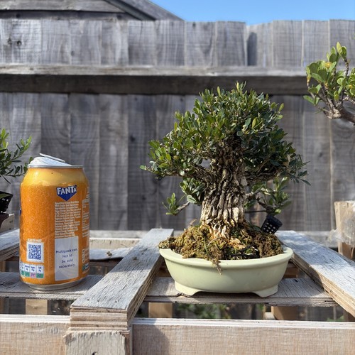 Boxwood bonsai tree - bonsai,