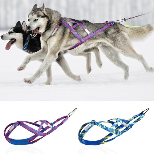 Dog mushing harness - dog,