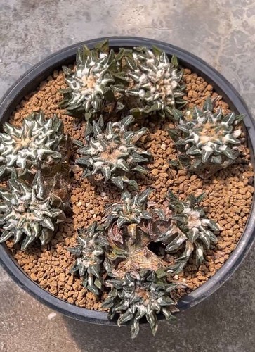 5pcs rare live house - live, plant
