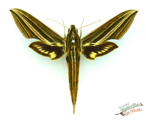 Xylophanes titana striped - titana,