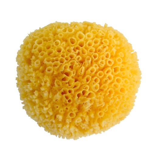 Sea sponge natural - sea, sponge-natural