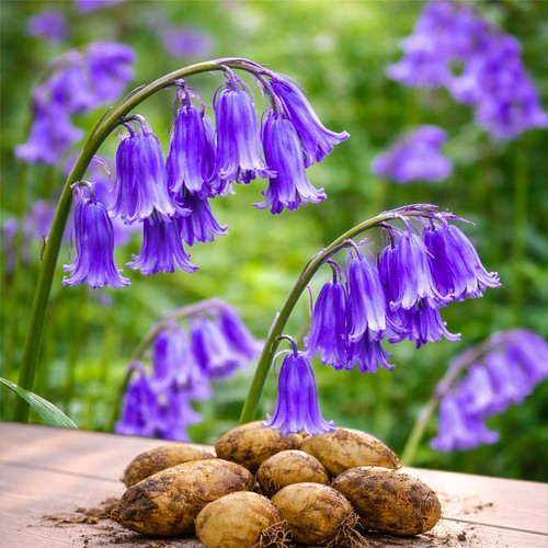 English bluebell garden - 20,