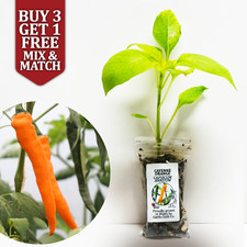 Cayenne Orange Chilli Pepper