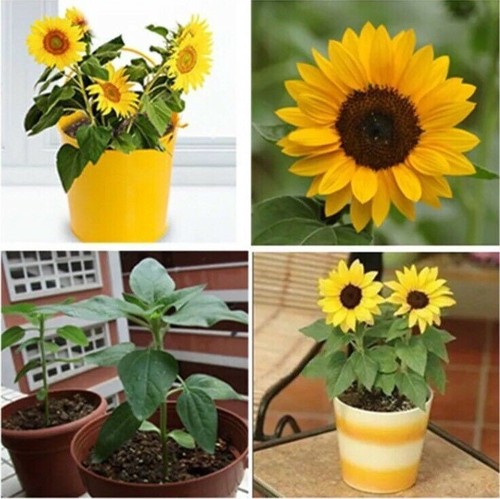 20pcs mini dwarf yellow - 20pcs,