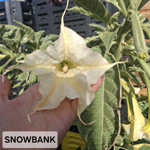 Snowbank brugmansia variegated - brugmansia,