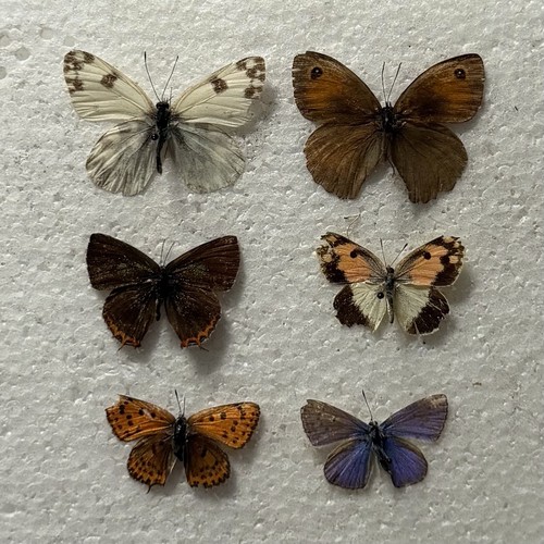 Entomology butterfly specimen - entomology,