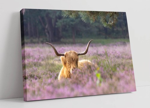 Highland cow field of - cow,