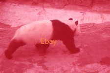 35mm Glass Slide - Giant Panda, London Zoo, 1960