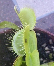 Dionaea Muscipula "Heterophyla" Venus Flytrap carnivorous plant