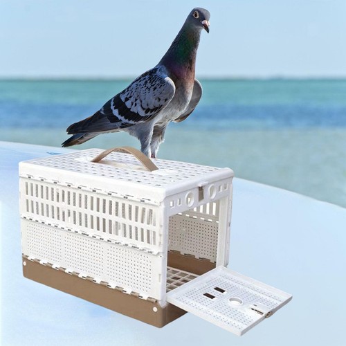 Pigeon cage breeding - pigeon,
