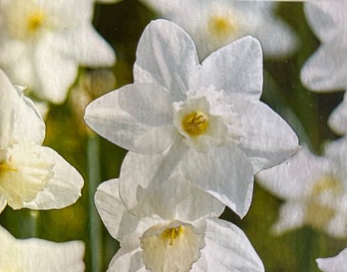 Spring flowering narcissi - spring,