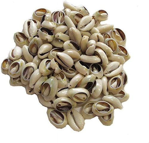 100 pcs lvory natural - pcs, cowrie
