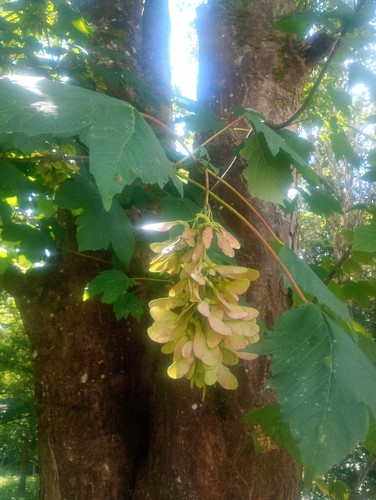 Sycamore tree seeds acer - sycamore,